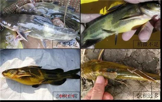 紅龍魚顏色發黃怎么回事啊