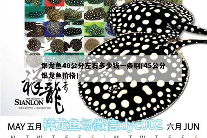 銀龍魚40公分左右多少錢一條啊(45公分銀龍魚價格)