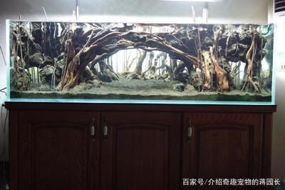 超小魚缸造景圖：小型魚缸造景的基本步驟