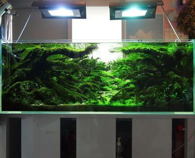 超小魚缸造景圖：小型魚缸造景的基本步驟