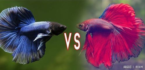 大型魚缸魚生病怎么處理最好：發現大型魚缸中的魚生病時，首要任務是將其隔離