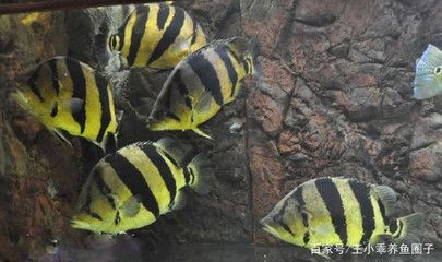 去泰國買虎魚便宜嗎現在還能買嗎知乎：去泰國買虎魚便宜嗎