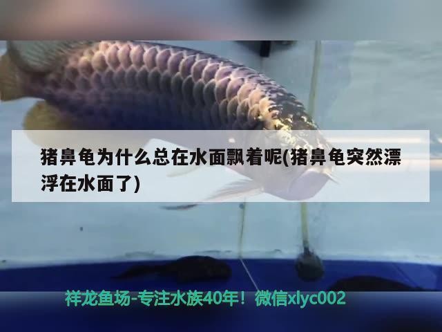 豬鼻龜為什么總在水面飄著呢(豬鼻龜突然漂浮在水面了) 豬鼻龜為什么總在水面飄著呢(豬鼻龜突然漂浮在水面了) 豬鼻龜百科