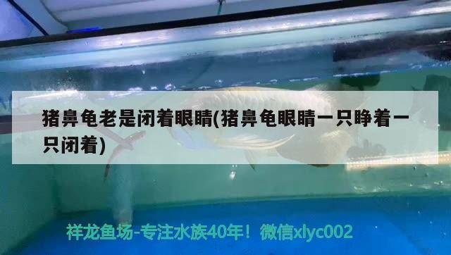 豬鼻龜老是閉著眼睛(豬鼻龜眼睛一只睜著一只閉著)