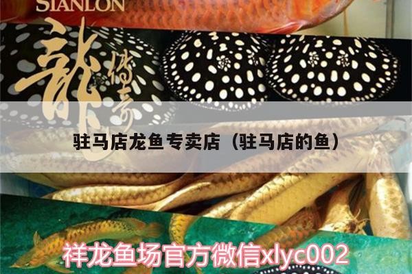 駐馬店龍魚專賣店（駐馬店的魚） 駐馬店龍魚專賣店（駐馬店的魚） 魟魚百科