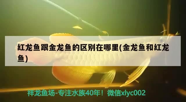 虎魚和龍魚混養(yǎng)數(shù)量多嗎(虎魚能和龍魚混養(yǎng)嗎)