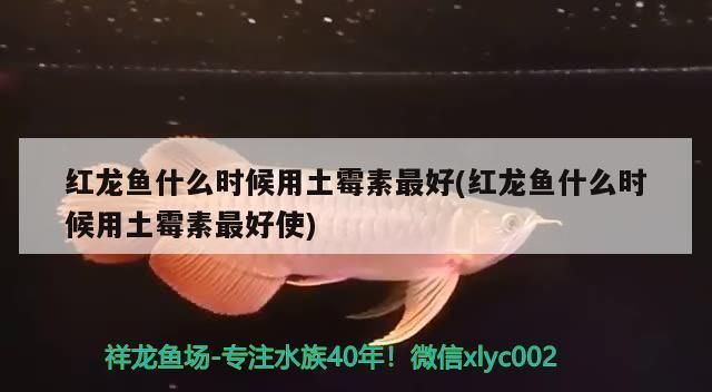 紅龍魚什么時候用土霉素:紅龍魚使用土霉素的注意事項 紅龍魚百科 第2張 紅龍魚什么時候用土霉素:紅龍魚使用土霉素的注意事項 紅龍魚什么時候用土霉素:紅龍魚使用土霉素的注意事項 紅龍魚百科 第2張