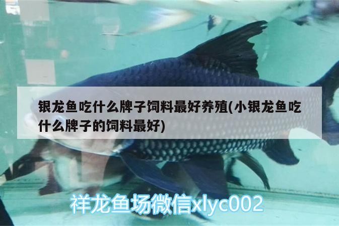銀龍魚吃什么牌子飼料最好養殖(小銀龍魚吃什么牌子的飼料最好)