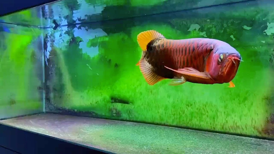 魚品種（原生魚品種）