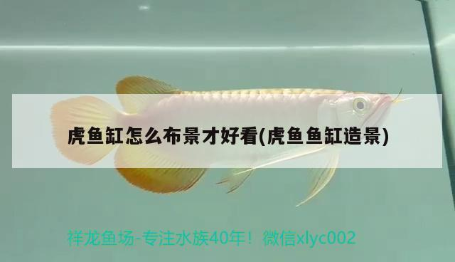 虎魚缸怎么布景才好看(虎魚魚缸造景)