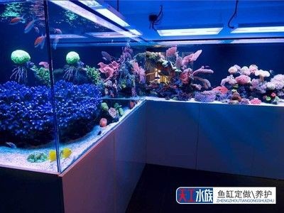 搬家公司搬魚缸收費：搬家公司搬魚缸收費細節(jié)并進行細節(jié)并進行比較必要的