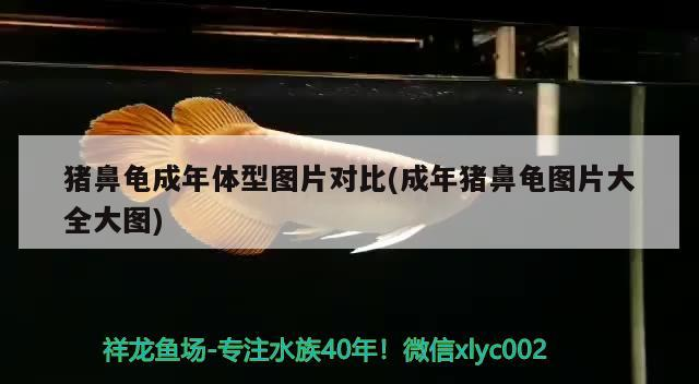 豬鼻龜成年體型圖片對比(成年豬鼻龜圖片大全大圖) 豬鼻龜成年體型圖片對比(成年豬鼻龜圖片大全大圖) 豬鼻龜百科