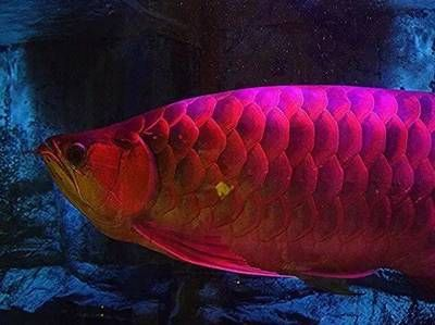紅龍魚長多大：紅龍魚幼苗期如何養(yǎng)護紅龍魚成年后的飼養(yǎng)要點