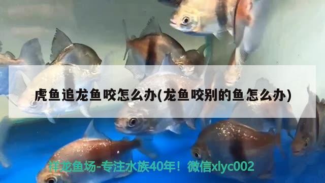虎魚追龍魚咬怎么辦(龍魚咬別的魚怎么辦)