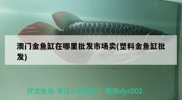 澳門金魚缸在哪里批發市場賣(塑料金魚缸批發)