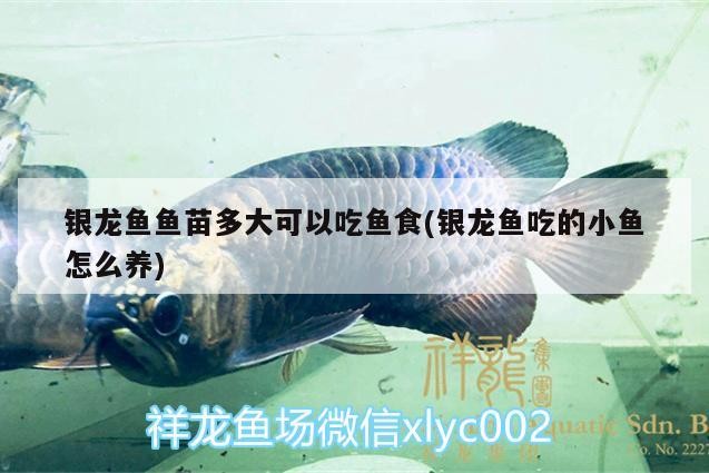 銀龍魚魚苗多大可以吃魚食(銀龍魚吃的小魚怎么養)