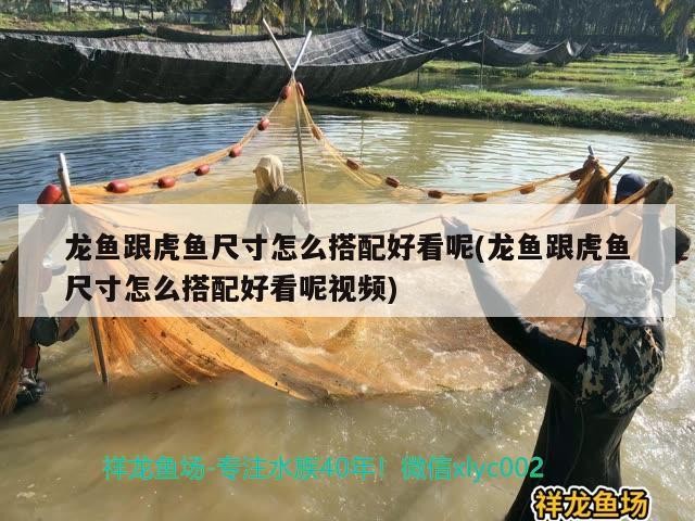 龍魚跟虎魚尺寸怎么搭配好看呢(龍魚跟虎魚尺寸怎么搭配好看呢視頻)