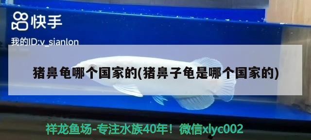 豬鼻龜哪個國家的(豬鼻子龜是哪個國家的)