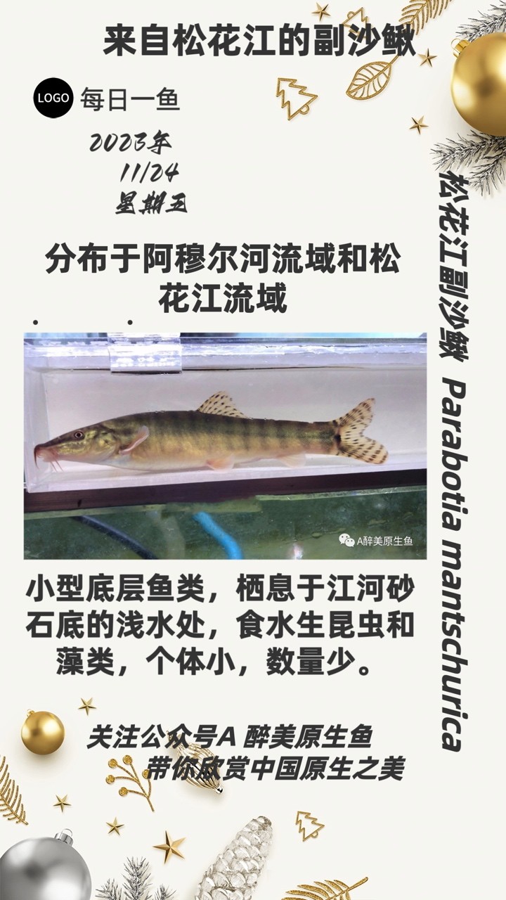 松花江副沙鰍 松花江副沙鰍 龍魚論壇