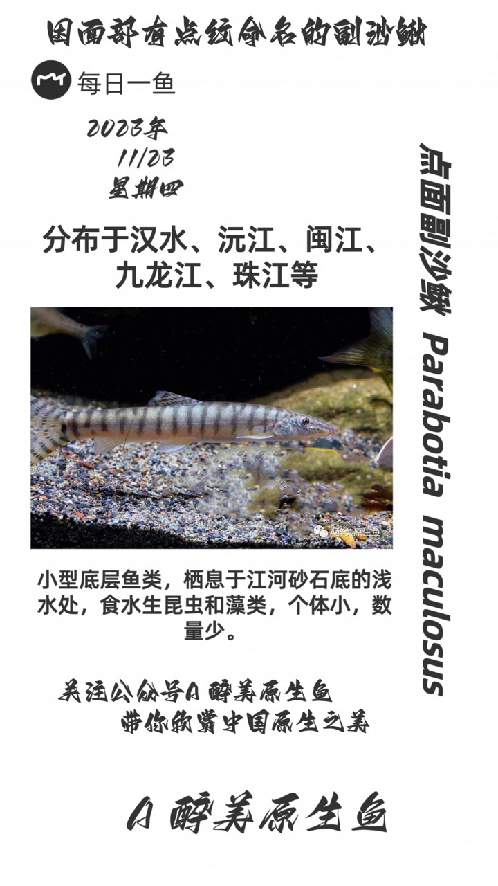 點面副沙鰍 點面副沙鰍 龍魚論壇 第1張