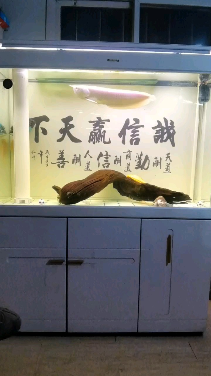 魚(yú)缸用增氧泵價(jià)格是多少:魚(yú)缸增氧機(jī)-xtrac增氧機(jī)-xtrac增氧機(jī) 一度懷疑是雪龍!!! 龍魚(yú)論壇 一度懷疑是雪龍!!! 一度懷疑是雪龍!!! 龍魚(yú)論壇