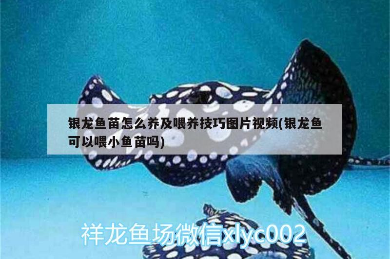 銀龍魚苗怎么養及喂養技巧圖片視頻(銀龍魚可以喂小魚苗嗎)