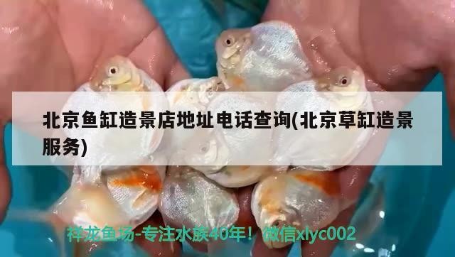 北京魚缸造景店地址電話查詢(北京草缸造景服務)