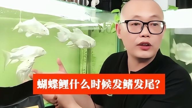 賽級印尼紅龍魚