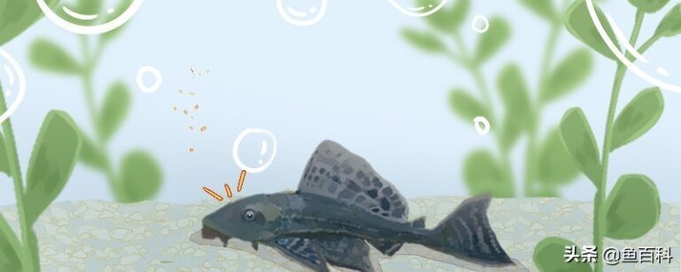 森森過濾泵正確使用方法（森森過濾泵使用方法jp032） 森森過濾泵正確使用方法（森森過濾泵使用方法jp032） 森森魚缸