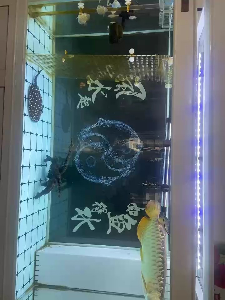 魚兒們