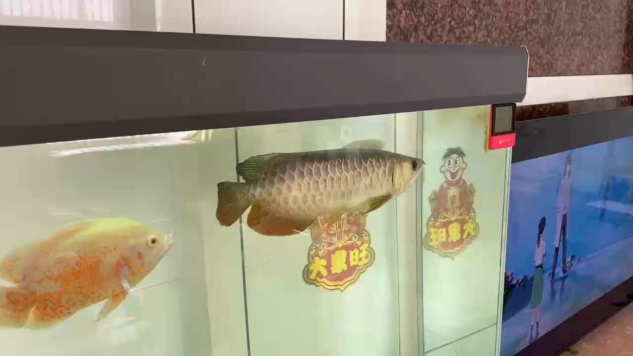 龍魚 請問這是一條寶石金龍嗎? 龍魚論壇 請問這是一條寶石金龍嗎? 請問這是一條寶石金龍嗎? 龍魚論壇