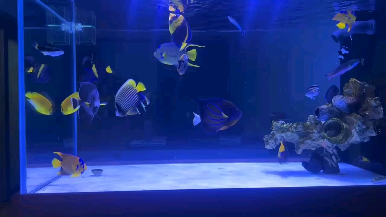 不買魚了，不團魚了 不買魚了，不團魚了 龍魚論壇