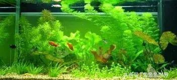 森森加熱棒h2（森森加熱棒h2啥意思）
