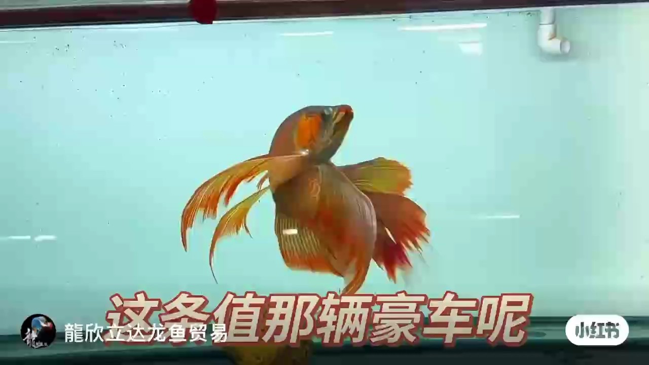 ooo ooo 龍魚論壇