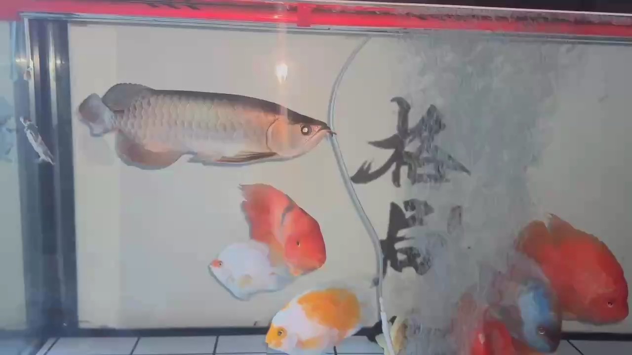 [aini] [aini] 龍魚論壇
