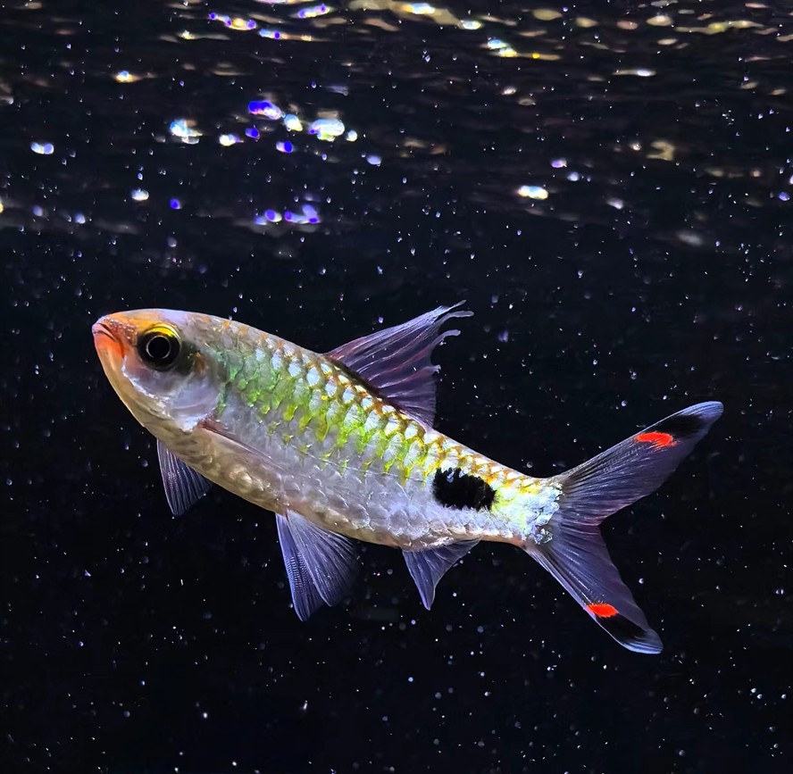 這是什么魚 龍魚論壇 第1張 這是什么魚 這是什么魚 龍魚論壇 第1張