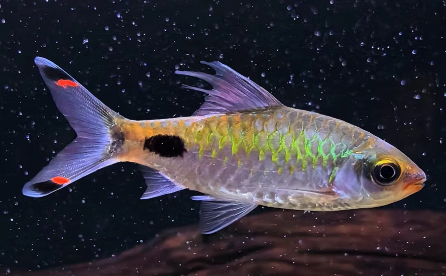 這是什么魚 龍魚論壇 第2張 這是什么魚 這是什么魚 龍魚論壇 第2張