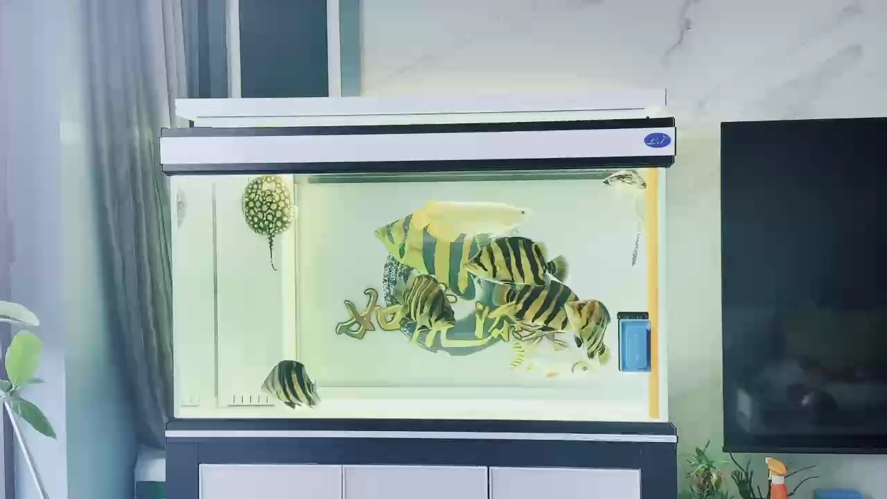 五虎上將，你們都有嗎？