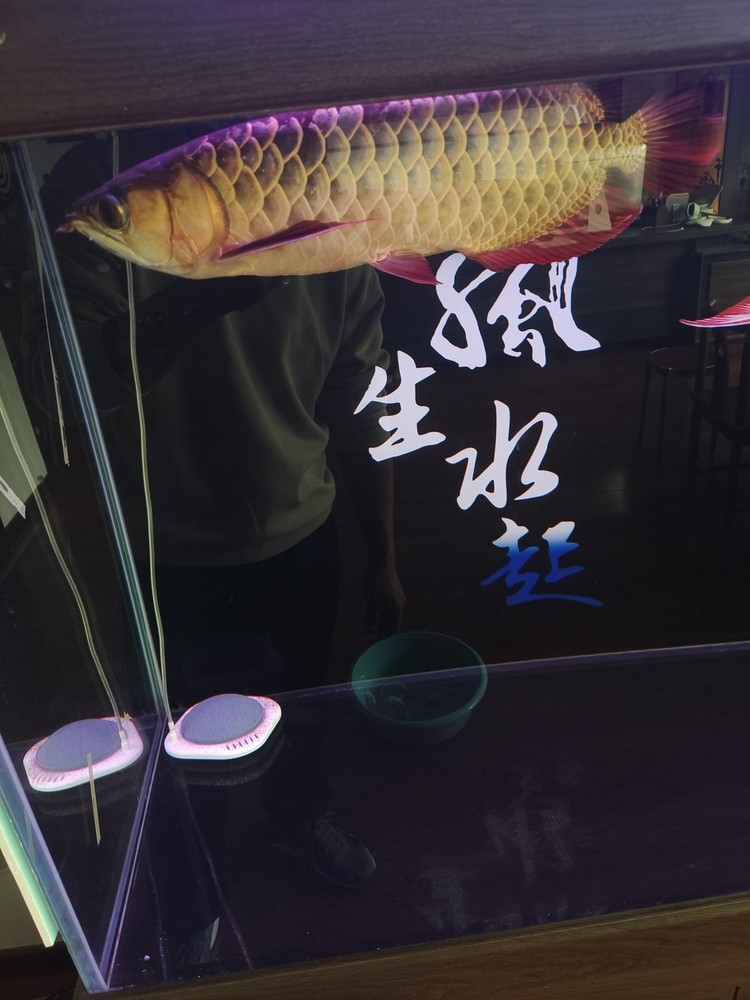 新手養魚 求大神幫忙指點