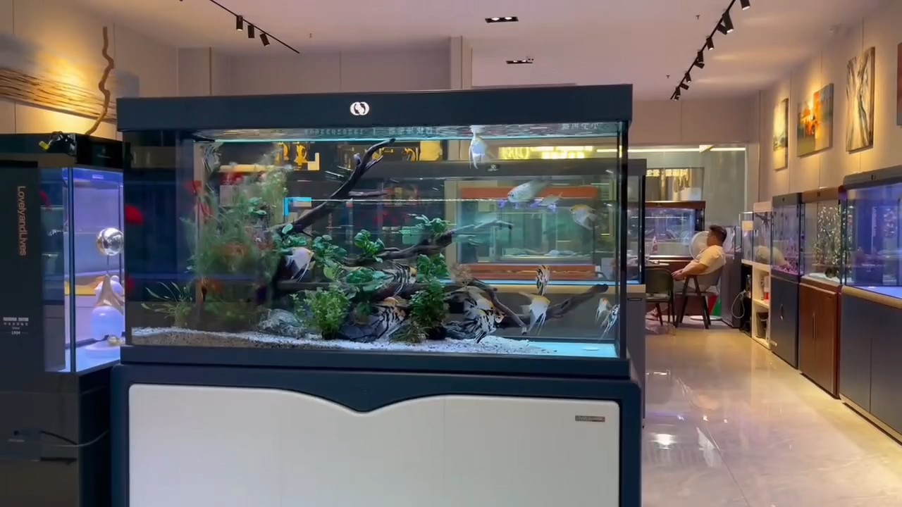 廣州百藝城的日常 廣州百藝城的日常 龍魚論壇
