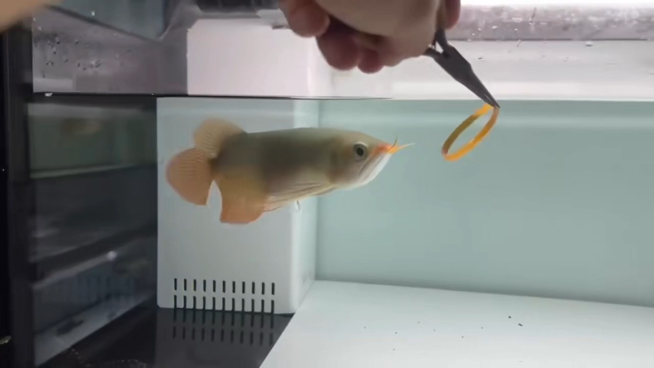 火焰尾紅龍魚 火焰尾紅龍魚 龍魚論壇