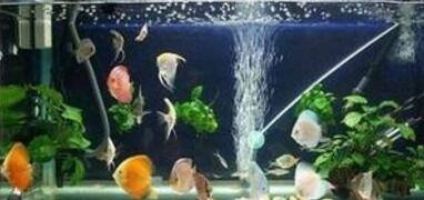 韓城市鑫淼水族店（韓城市鑫淼水族店電話） 韓城市鑫淼水族店（韓城市鑫淼水族店電話） 全國水族館企業名錄 第1張
