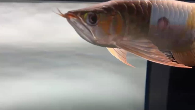 什么魚能和龍魚、虎魚混養(龍魚能和虎魚混養嗎) 換水換了濾材出問題了 龍魚論壇 換水換了濾材出問題了 換水換了濾材出問題了 龍魚論壇