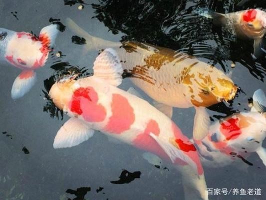 平和縣宏達(dá)水族觀賞魚店（平和縣宏達(dá)水族觀賞魚店電話）