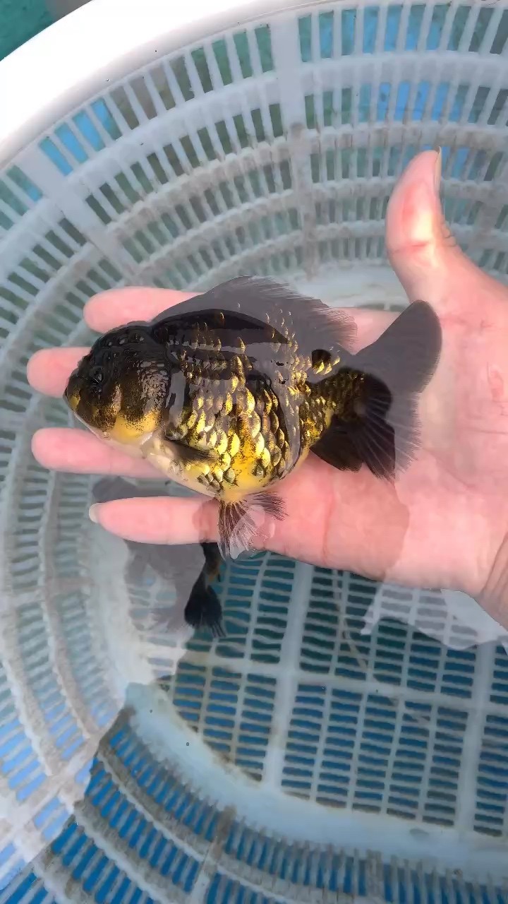 當歲短尾獅