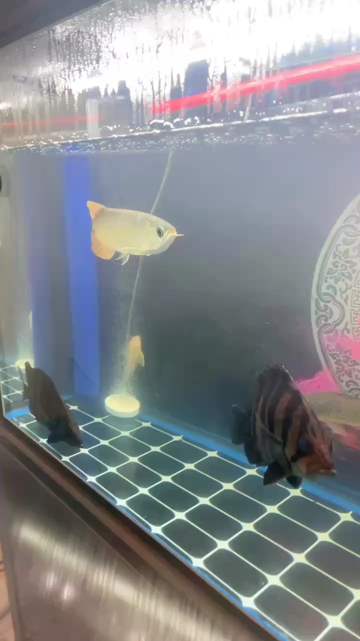 新手入坑，開(kāi)缸記錄 新手入坑，開(kāi)缸記錄 龍魚(yú)論壇