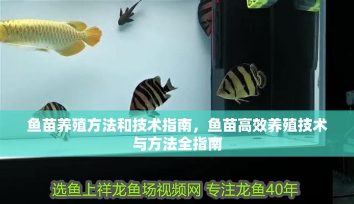 紅<strong><mark>麒麟</mark></strong>賽級超紅龍魚苗的最佳養殖方法