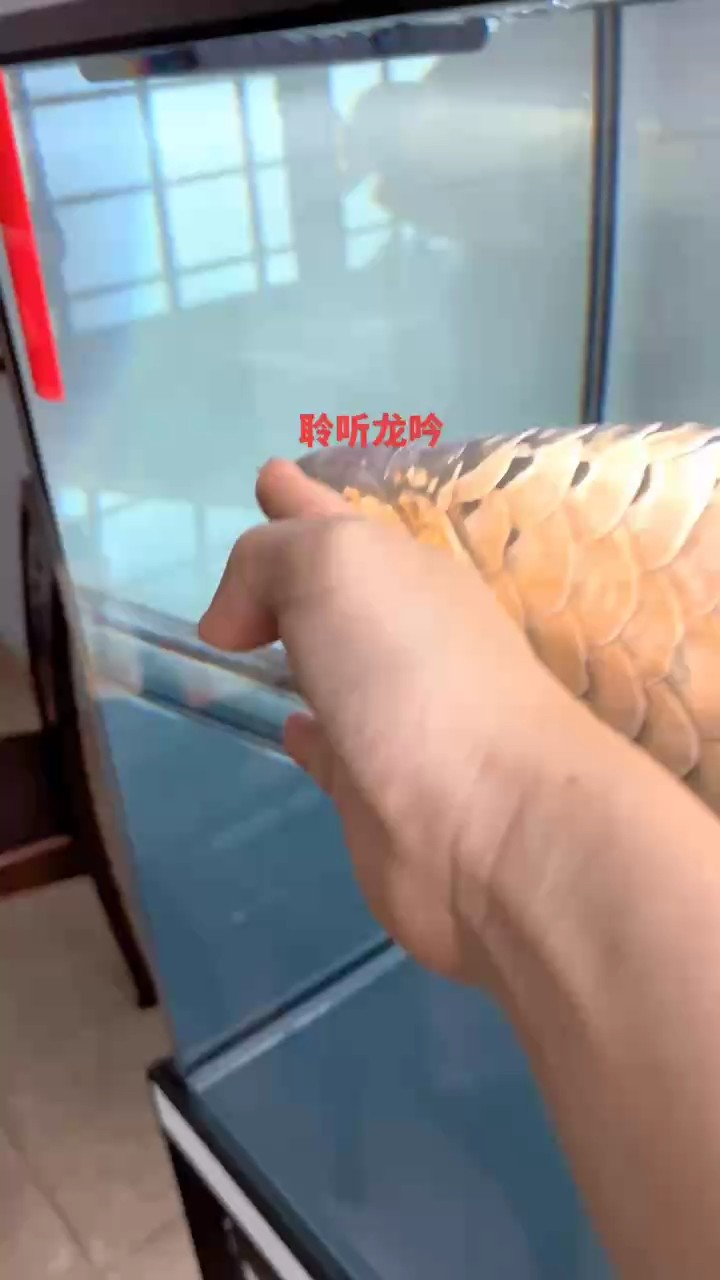 適當的幫它釋放內應力有利于公魚的身心健康