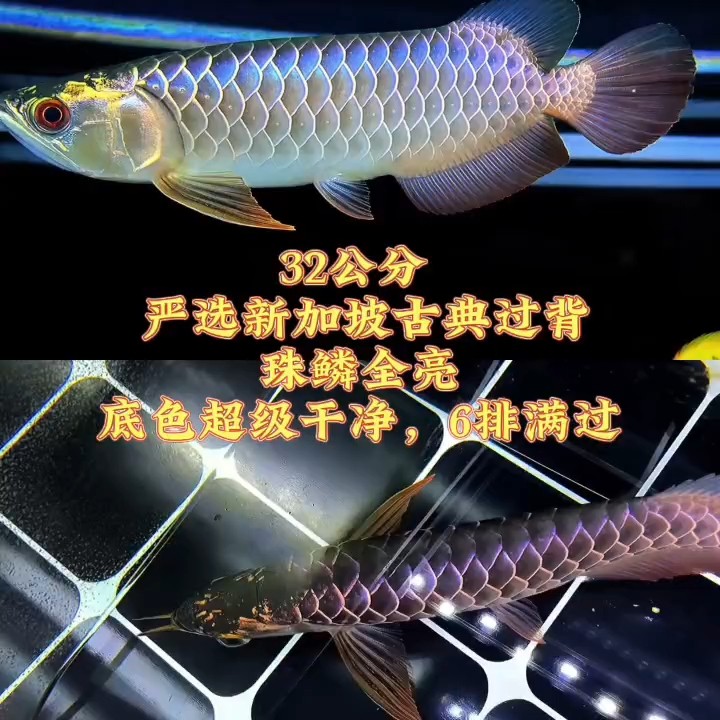 純白燈無(wú)美顏！