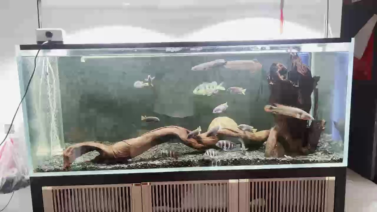 紅龍黑魔神混養